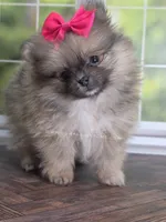 Rare Dilute (Blue) Sable - Marie, a female Pomeranian for sale in Whitwell, TN – Photo 8 of 10