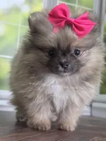 Rare Dilute (Blue) Sable - Marie, a female Pomeranian for sale in Whitwell, TN – Photo 9 of 10