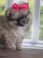 Rare Dilute (Blue) Sable - Marie, a female Pomeranian for sale in Whitwell, TN – Photo 3 of 10