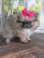 Rare Dilute (Blue) Sable - Marie, a female Pomeranian for sale in Whitwell, TN – Photo 4 of 10