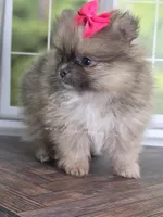 Rare Dilute (Blue) Sable - Marie, a female Pomeranian for sale in Whitwell, TN – Photo 5 of 10