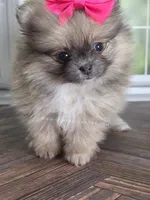 Rare Dilute (Blue) Sable - Marie, a female Pomeranian for sale in Whitwell, TN – Photo 10 of 10