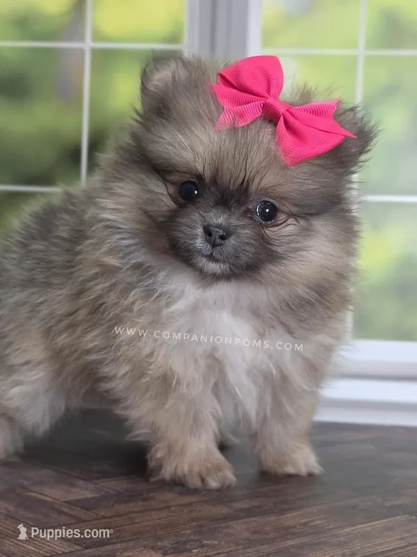 Rare Dilute (Blue) Sable - Marie, a female Pomeranian for sale in Whitwell, TN – Photo 1 of 10