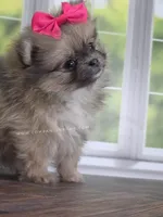 Rare Dilute (Blue) Sable - Marie, a female Pomeranian for sale in Whitwell, TN – Photo 7 of 10