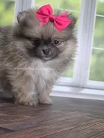 Rare Dilute (Blue) Sable - Marie, a female Pomeranian for sale in Whitwell, TN – Photo 6 of 10