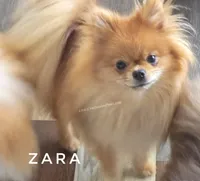 Zara, a female Pomeranian for sale in Whitwell, TN – Photo 7 of 7