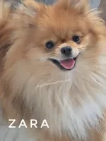 Zara, a female Pomeranian for sale in Whitwell, TN – Photo 2 of 7