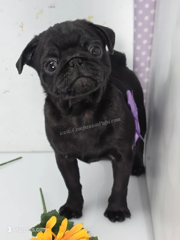 Sweet Lap Baby - Purple Bow – Pug puppy for sale in Whitwell, TN