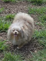 Toast - Lavender Merle, a male Pomeranian for sale in Whitwell, TN – 6 of 9