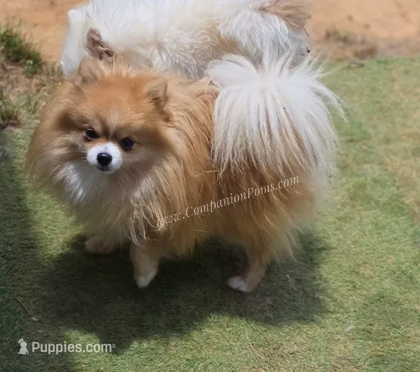 Muffin - Champion Sired 1year old – Pomeranian puppy for sale in Whitwell, TN