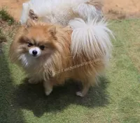 Muffin - Champion Sired 1year old, a male Pomeranian for sale in Whitwell, TN – 1 of 5