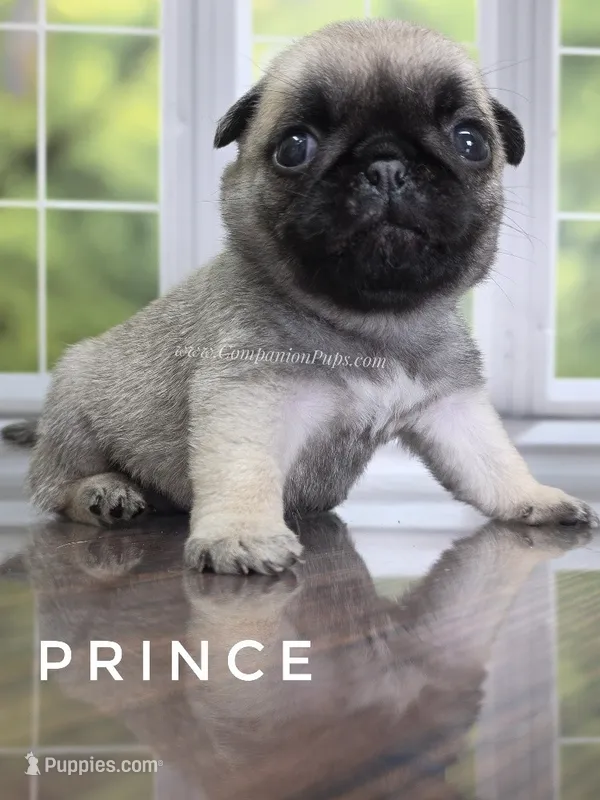 Prince - Tiny Boy - Ch Sired – Pug puppy for sale in Whitwell, TN