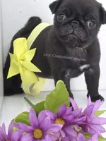 Yellow Bow - Female - See Video, a male Pug for sale in Whitwell, TN – 7 of 7