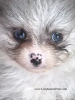 Candace Girl - Silvery Blue Merle - One Blue Eye, a female Pomeranian for sale in Whitwell, TN – 5 of 8