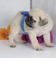 Silver Fawn - Blue Bow C Video, a male Pug for sale in Whitwell, TN – 6 of 7