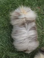 Toast - Lavender Merle, a male Pomeranian for sale in Whitwell, TN – 7 of 9