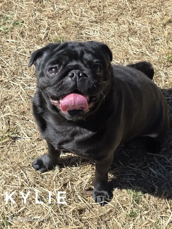Kylie - Ch Lines - Excellent Family Pet – Pug puppy for sale in Whitwell, TN