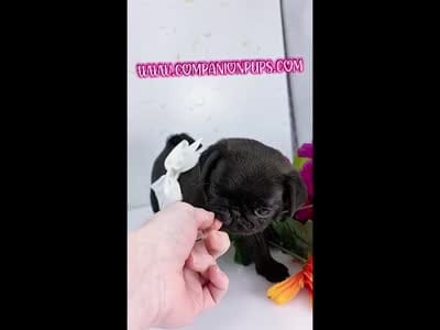 White Bow Female - C Video, a male Pug for sale in Whitwell, TN – 2 of 5