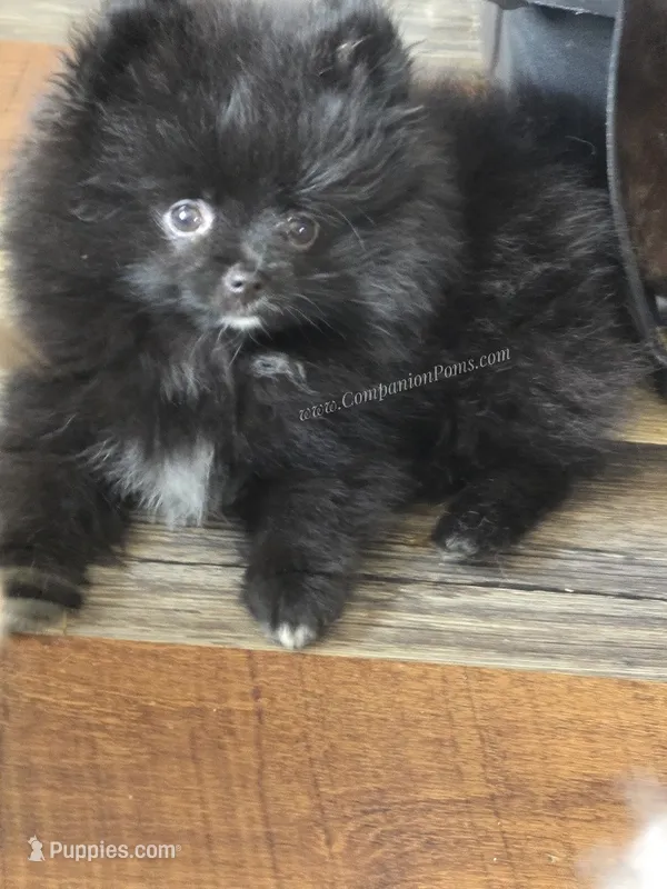 LB - Playful Little Fluff Ball – Pomeranian puppy for sale in Whitwell, TN