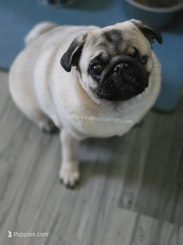 Champion Sired - Skip the Young Puppy Stage! – Pug puppy for sale in Whitwell, TN