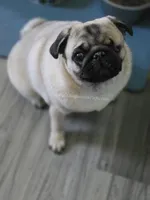 Champion Sired - Skip the Young Puppy Stage!, a female Pug for sale in Whitwell, TN – 1 of 9