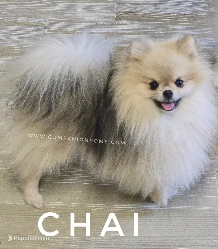 Teacup Chai - Ch Lines – Pomeranian puppy for sale in Whitwell, TN