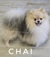 See Video- Chai - Tiny Pom Boy, a male Pomeranian for sale in Whitwell, TN – 8 of 9