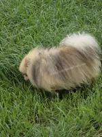 See Video- Chai - Tiny Pom Boy, a male Pomeranian for sale in Whitwell, TN – 6 of 9