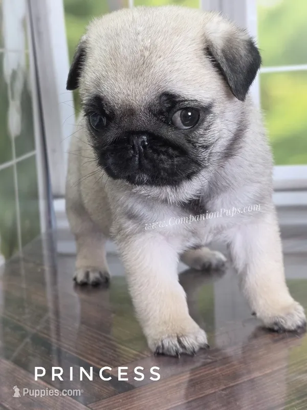 🐾 3 Pounds of Wrinkles, Rolls & Love – Meet Princess! 💕 – Pug puppy for sale in Whitwell, TN