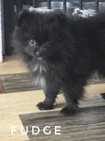 Fudge - Expected to be 4.5 pounds, a male Pomeranian for sale in Whitwell, TN – 8 of 10