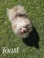 Toast - Lavender Merle, a male Pomeranian for sale in Whitwell, TN – 5 of 6