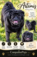 Artemis - Imported CH Sired Black Male Pug - Calm & Sweet, a male Pug for sale in Whitwell, TN – 3 of 8