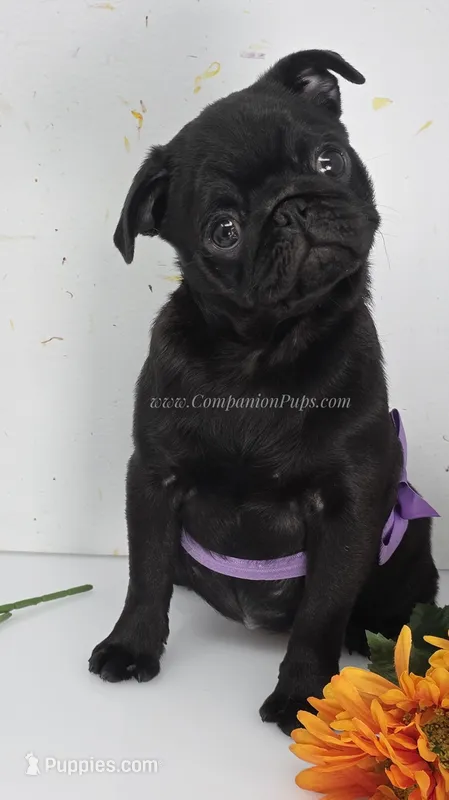 Sweet Lap Baby - Purple Bow – Pug puppy for sale in Whitwell, TN