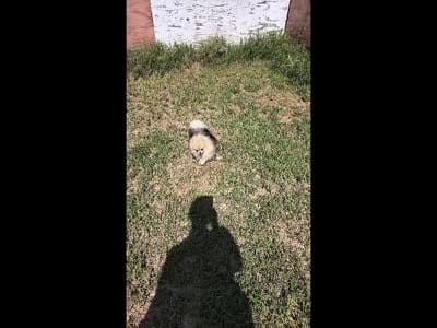 See Video- Chai - Tiny Pom Boy, a male Pomeranian for sale in Whitwell, TN – 4 of 9
