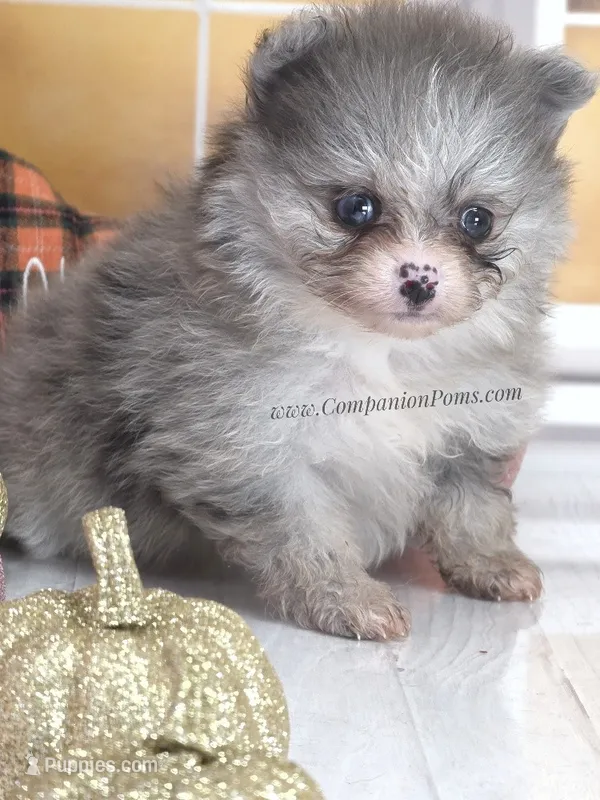 Candace Girl - Silvery Blue Merle - One Blue Eye – Pomeranian puppy for sale in Whitwell, TN