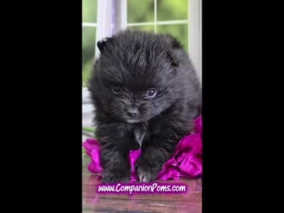 Super Fun - Black Boy, a male Pomeranian for sale in Whitwell, TN – 5 of 5