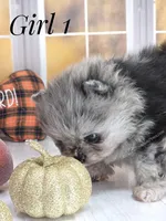 Zara's Blue Merle Girl #1, a female Pomeranian for sale in Whitwell, TN – 6 of 6