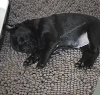 Purple Girl-  C video, a female Pug for sale in Whitwell, TN – 4 of 9