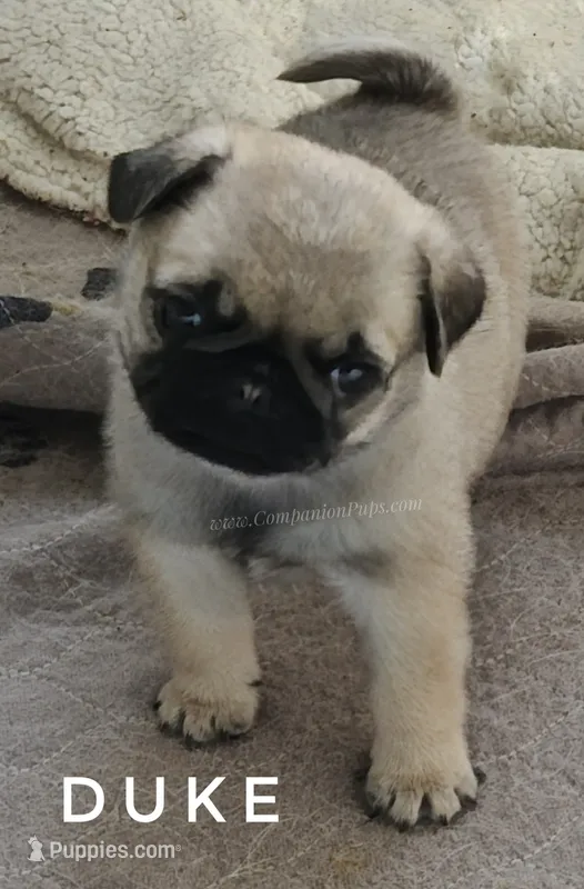 Duke - Champion Bred - Sweetest Chunker – Pug puppy for sale in Whitwell, TN