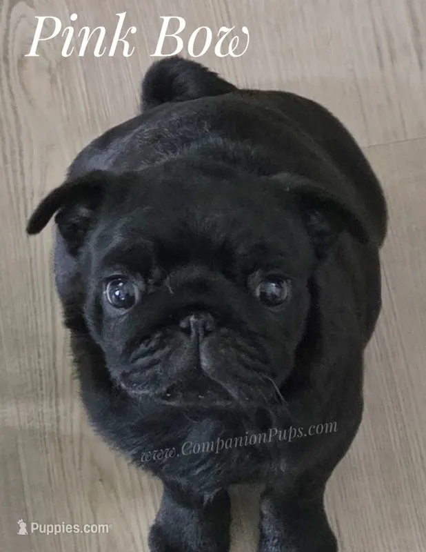 Pink - Wrinkles & Rolls C video – Pug puppy for sale in Whitwell, TN