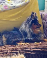 Bold Coloring - Timber - Black Merle Copper Points!, a male Pomeranian for sale in Whitwell, TN – 7 of 9