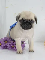 Silver Fawn - Blue Bow C Video, a male Pug for sale in Whitwell, TN – 3 of 7