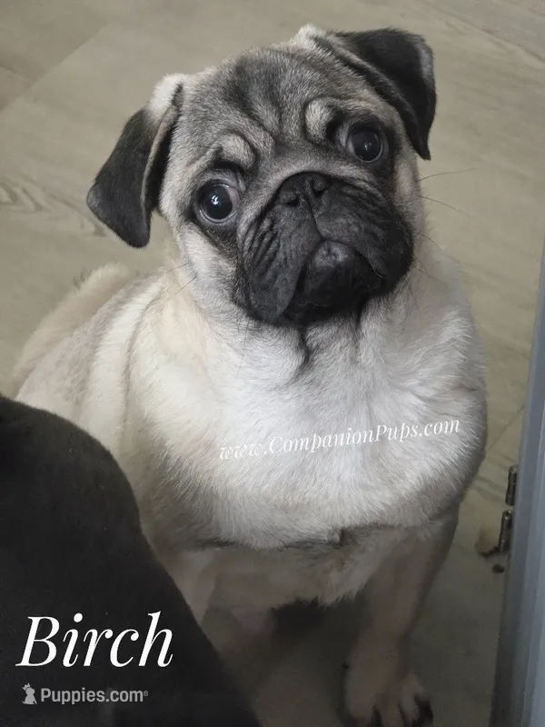 C Video Birch - Grand CH Lines! – Pug puppy for sale in Whitwell, TN