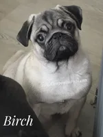C Video Birch - 6 months old and 15 pounds, a  Pug for sale in Whitwell, TN – 4 of 8