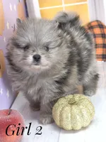 Zara's Girl #2 Blue Merle Silver Face, a female Pomeranian for sale in Whitwell, TN – 1 of 7
