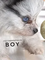 Candace Boy - Silvery Blue Merle - One Blue Eye, a female Pomeranian for sale in Whitwell, TN – 3 of 6