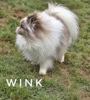 Throw Back Size - Wink - Lavendar Merle Parti, a male Pomeranian for sale in Whitwell, TN – 3 of 6