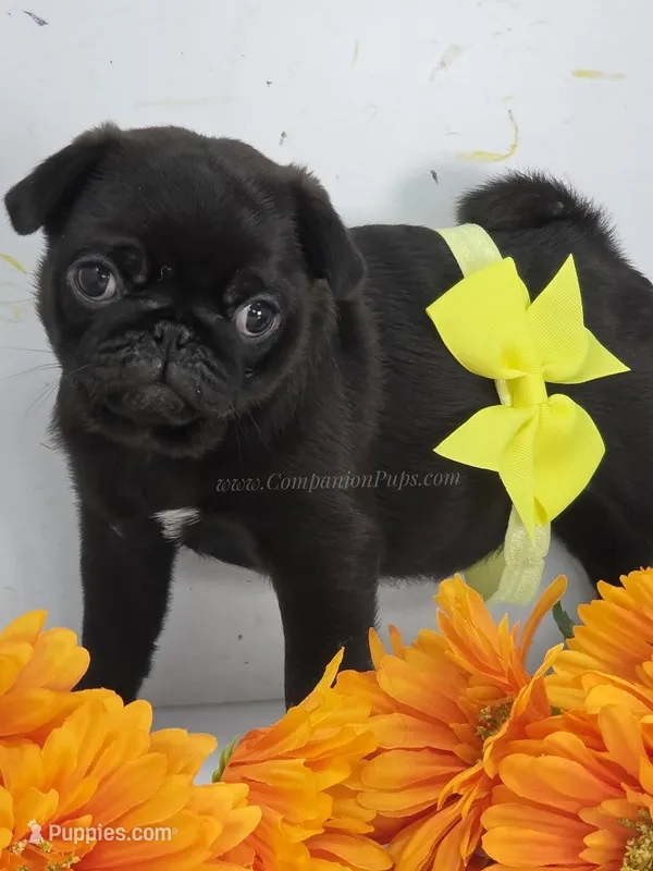 Tiny Dream Pug Puppy – Pug puppy for sale in Whitwell, TN