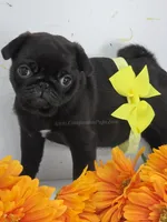 Tiny Dream Pug Puppy - Yara, a female Pug for sale in Whitwell, TN – 5 of 10