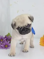 Silver Fawn - Blue Bow C Video, a male Pug for sale in Whitwell, TN – 7 of 7